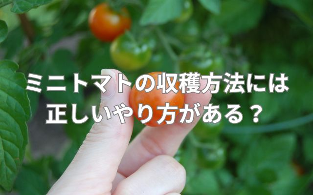ミニトマトの収穫方法には正しいやり方がある