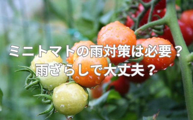 ミニトマトの雨対策は必要?雨ざらしで大丈夫?