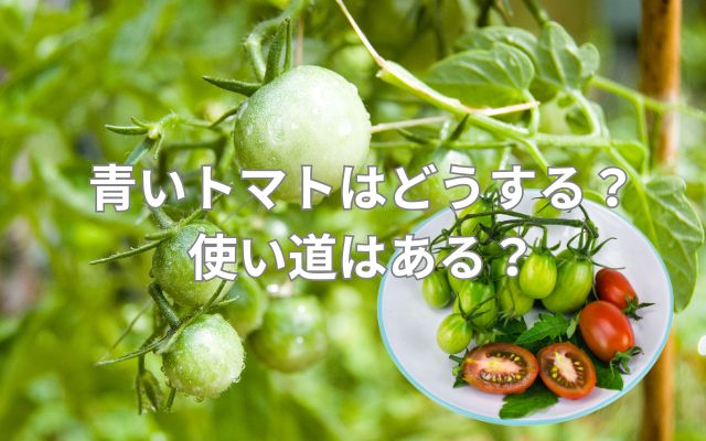 青いトマトはどうする?使い道はある?