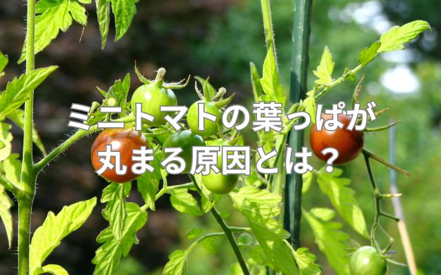 ミニトマトの葉っぱが丸まる原因とは?