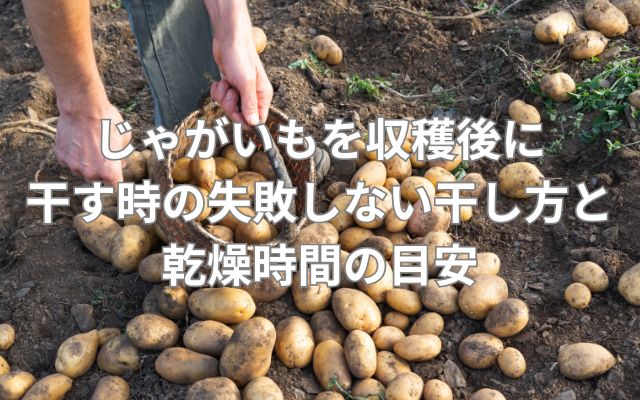 じゃがいもを収穫後に干す