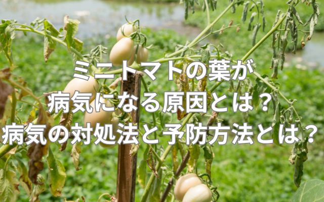 ミニトマトの葉っぱが病気になる原因