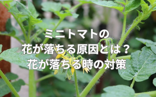 ミニトマトの花が落ちる原因とは?花が落ちる時の対策