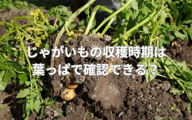 じゃがいもの収穫時期は葉っぱで確認できる?