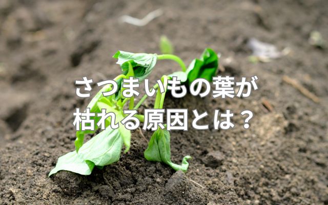 さつまいもの葉が枯れる原因とは？