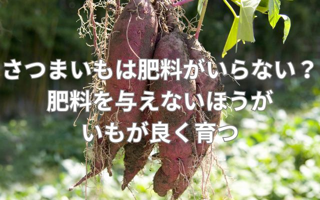 さつまいもは肥料がいらない？