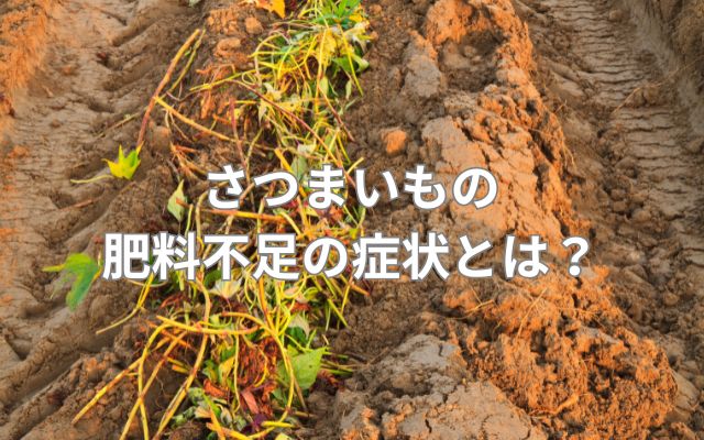 さつまいもの肥料不足の症状