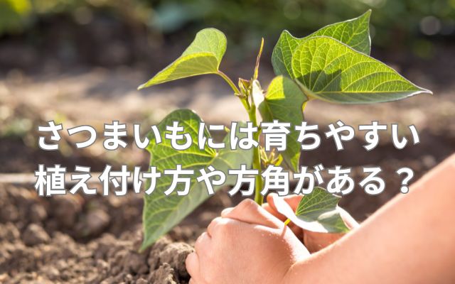 さつまいもには育ちやすい植え付け方や方角がある？