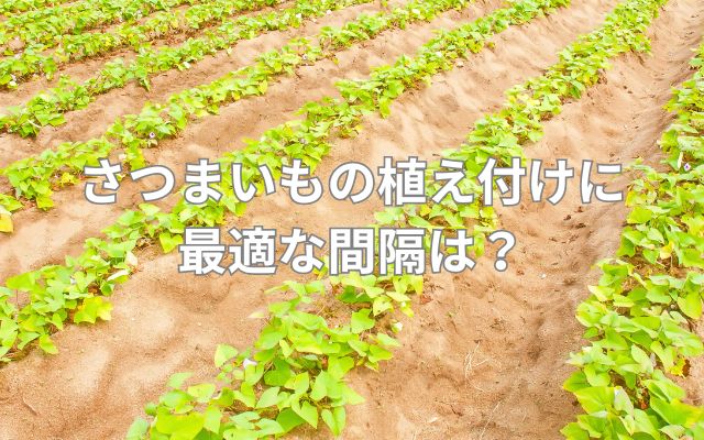 さつまいもの植え付けに最適な間隔は?
