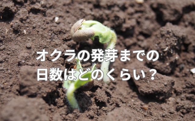 オクラの発芽までの日数はどのくらい？
