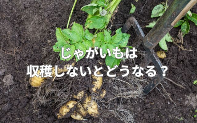 じゃがいもは収穫しないとどうなる？
