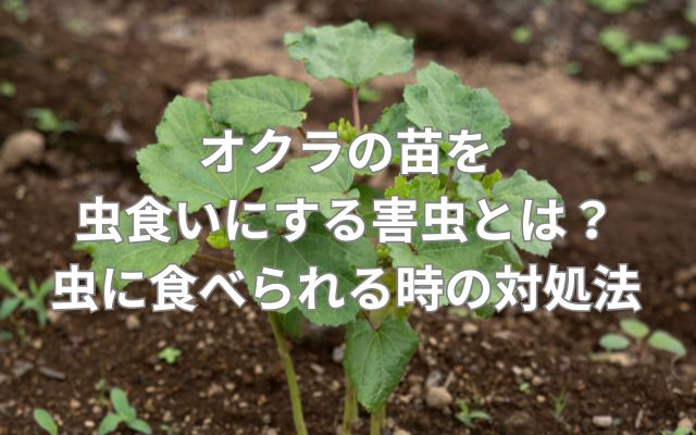 オクラの苗を虫食いにする害虫とは?虫に食べられる時の対処法