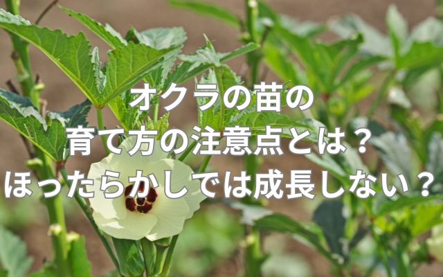 オクラの苗の育て方の注意点とは?ほったらかしでは成長しない?