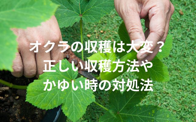 オクラの収穫方法