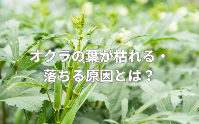 オクラの葉が枯れる・落ちる原因とは?