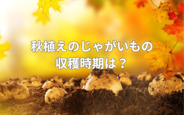 秋植えのじゃがいもの収穫時期は？