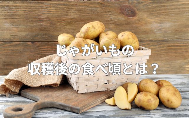 じゃがいもの収穫後の食べ頃とは？