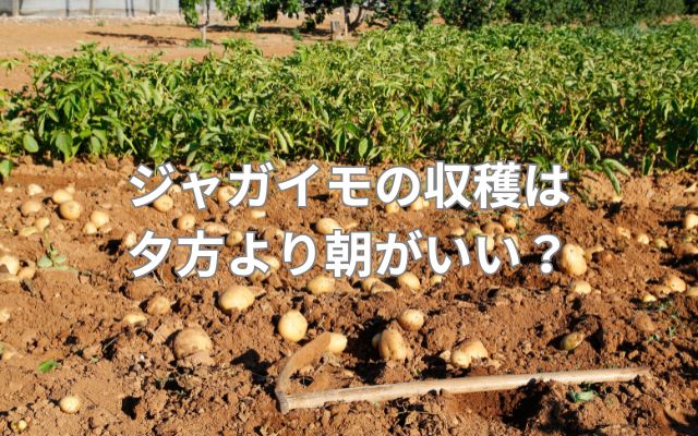 ジャガイモの収穫は夕方より朝がいい？