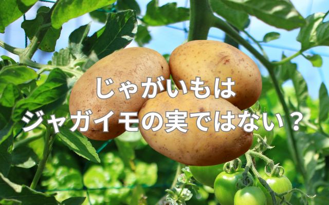 じゃがいもはジャガイモの実ではない?