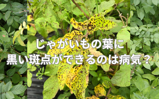 じゃがいもの葉に黒い斑点ができるのは病気?
