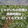 じゃがいもの収穫は梅雨時期に行っても大丈夫？