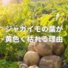 ジャガイモの葉が黄色く枯れる理由