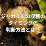 ジャガイモの収穫のタイミングの判断方法