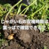 じゃがいもの収穫時期は葉っぱで確認できる？