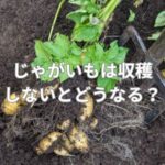 じゃがいもは収穫しないとどうなる？