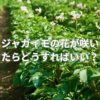 ジャガイモの花が咲いたらどうすればいい？