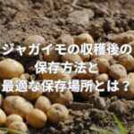 ジャガイモの収穫後の保存方法と最適な保存場所