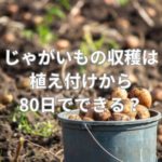 じゃがいもの収穫は植え付けから80日でできる？