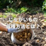 じゃがいもの収穫方法とは？