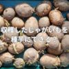 収穫したじゃがいもを種芋にできる？