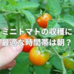 ミニトマトの収穫に最適な時間帯は朝？