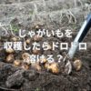 じゃがいもを収穫したらドロドロ溶ける？