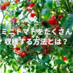 ミニトマトをたくさん収穫する方法