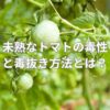 未熟なトマトの毒性と毒抜き方法