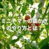 ミニトマトの葉かきのやり方とは？