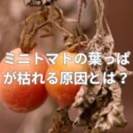 ミニトマトの葉っぱが枯れる原因
