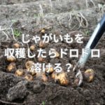 じゃがいもを収穫したらドロドロ溶ける？