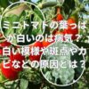 ミニトマトの葉っぱが白いのは病気？
