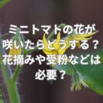 ミニトマトの花が咲いたらどうする？花摘みや受粉などは必要？