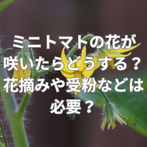 ミニトマトの花が咲いたらどうする？花摘みや受粉などは必要？ – 家庭