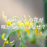 ミニトマトの花が咲かないのはなぜ？