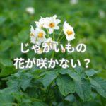 じゃがいもの花が咲かない？