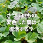 さつまいもの変色した葉は復活する？