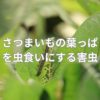 さつまいもの葉っぱを虫食いにする害虫とは？