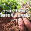 さつまいも栽培で肥料を与える時期はいつ？