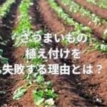 さつまいもの植え付けを失敗する理由